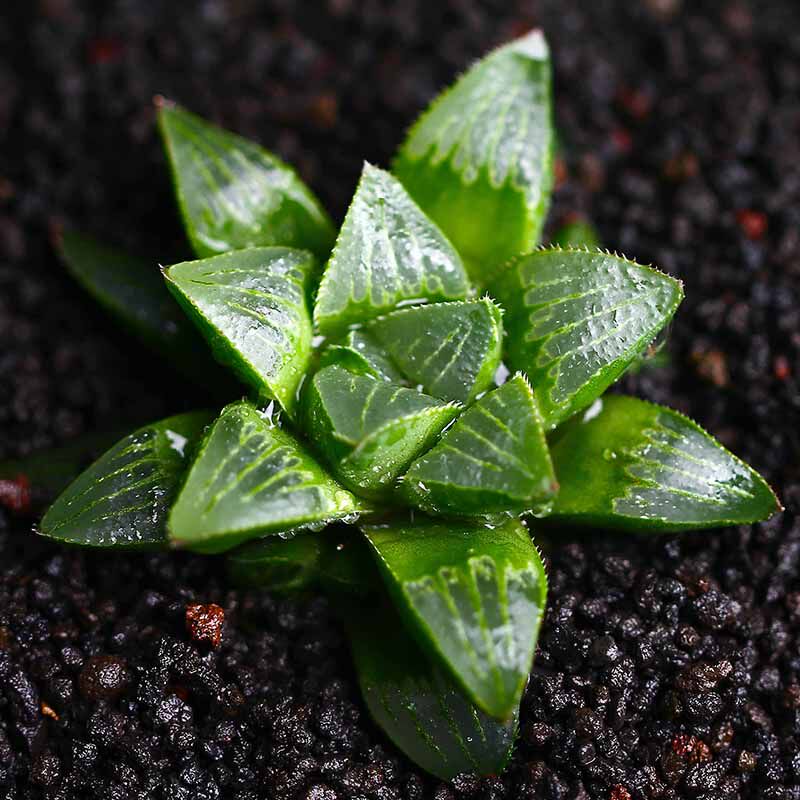 姬寿多肉植物多肉进口绿植花卉盆栽室内防辐射创意组合点翠苑_不打折