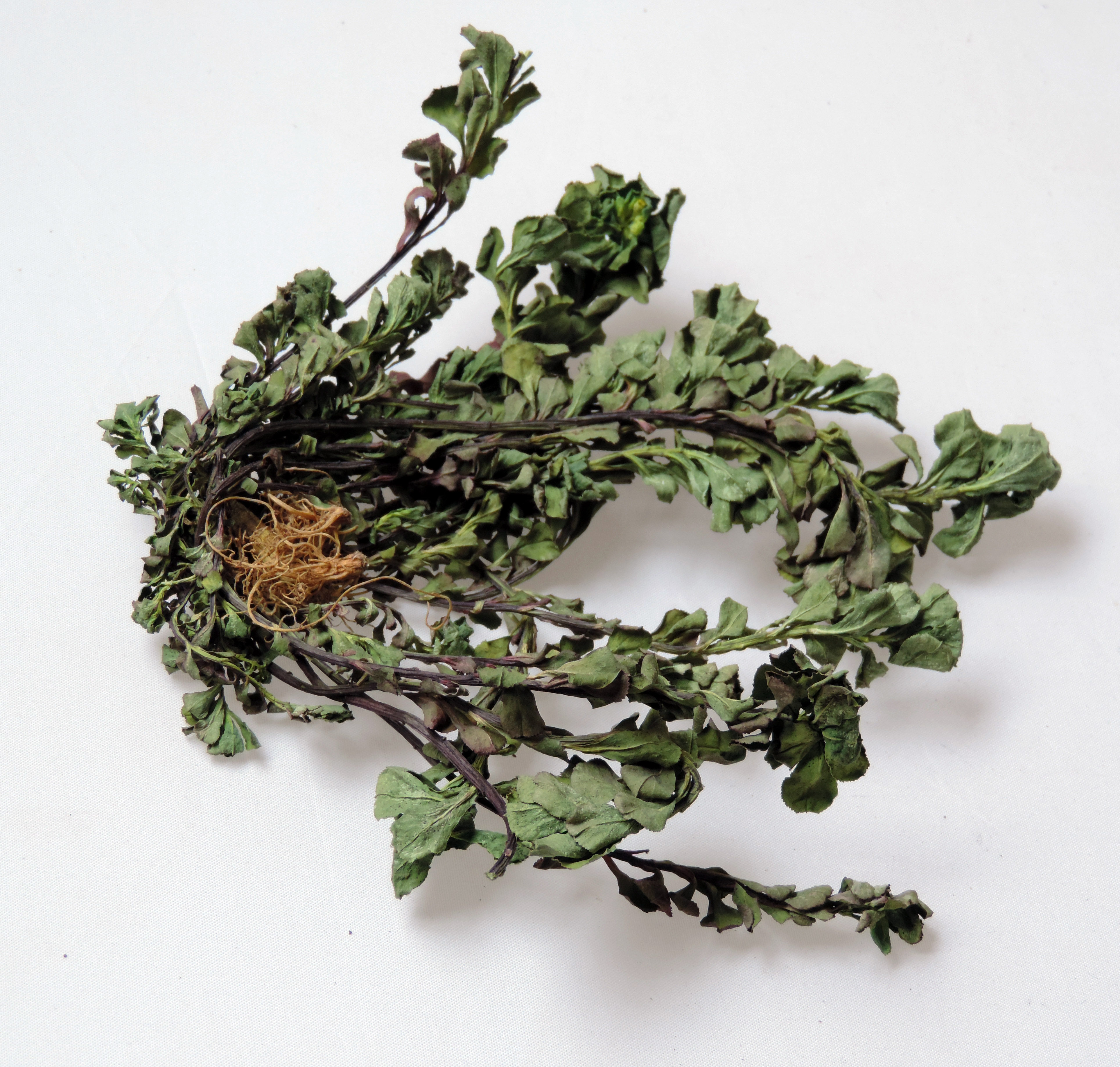 野生猫眼草 泽漆 五朵云 17年新品干货 新鲜猫眼草 500g