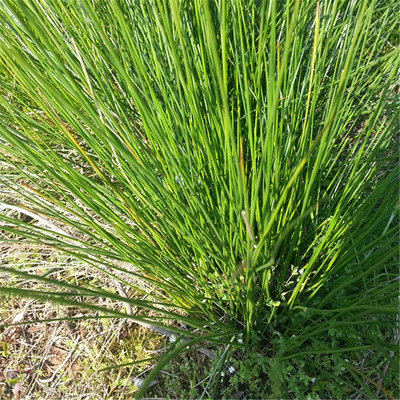 野生灯心草龙须草水葱可盆栽中草药材带根500克2份包邮