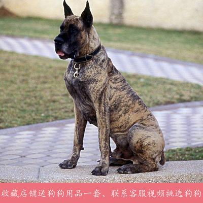 纯种德系大丹犬幼犬稀有虎斑色大骨架已立耳活体宠物狗狗疫苗齐全