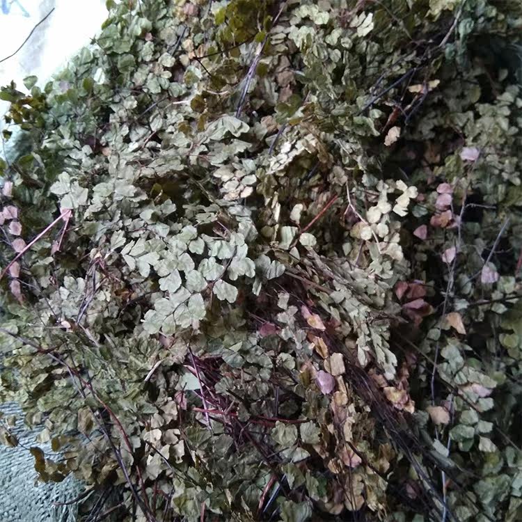 野生乌脚枪500克 猪鬃草铁线蕨铁线草 水猪毛七 石中珠干品整棵