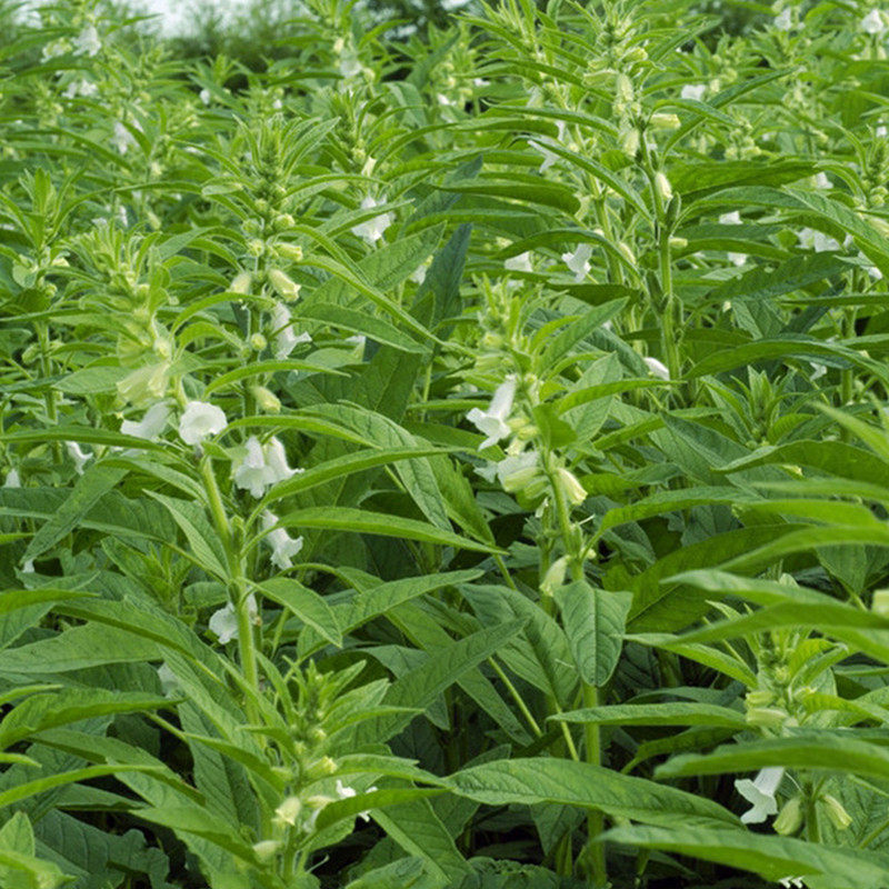 河南新货农村土产白芝麻叶子干货芝麻叶面条农副产品家芝麻叶250g