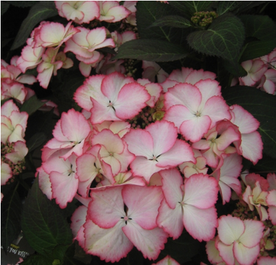 【天然月季园】绣球花苗 八仙花 爱你的吻绣球花 盆栽八仙绣球