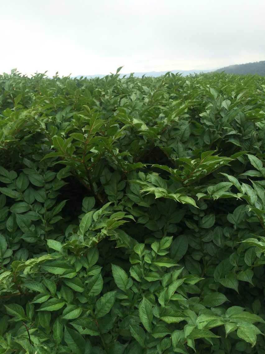 【两斤包邮】云南纯魔芋精粉 天然正品黑魔芋豆腐原料 魔芋代餐粉