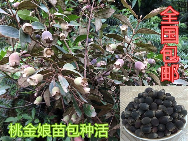 山捻子树图片,树莓图片大全,稔子树图片_大山谷图库