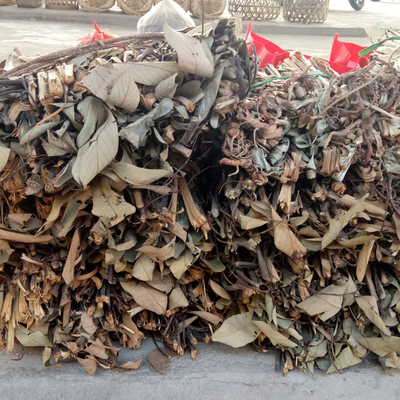 江西客家坐月子 洗澡煮水用 农家野生香藤树 满山香,风藤子一捆