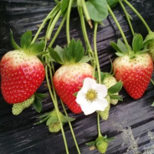 花開半夏 盆栽草莓大苗 草莓苗 甜查理草莓苗 四季結果