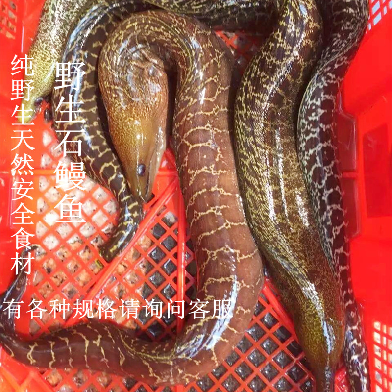 东山岛鲜活海鲜野生海捕鳗鱼 石鳗 金钱鳗 鲜活鳗鱼 滋补佳品