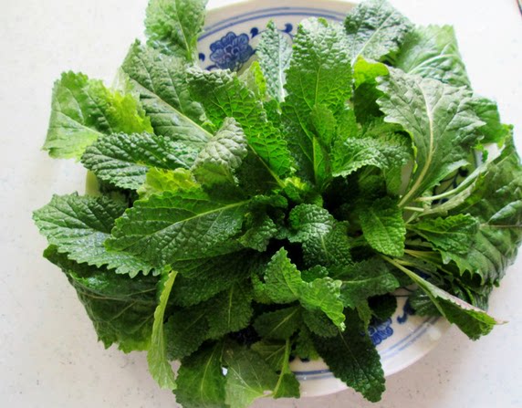 2016山间野菜新鲜癞蛤蟆菜蛤蟆皮草菜青蛙皱皮草荔枝草促销