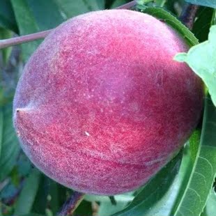 预售 云南高原生态血桃 新鲜紫血桃 新鲜水果 桃子 顺丰5斤包邮