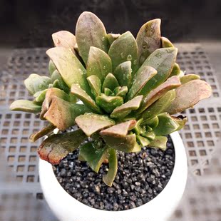 绿茶法师 多肉植物 肉肉 多肉 新品上架 4-5头小群 实拍好品相