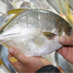 东山岛野生海鲜马友鱼午鱼新鲜速冻冰鲜海产品鲜活海捕5-7条/2斤