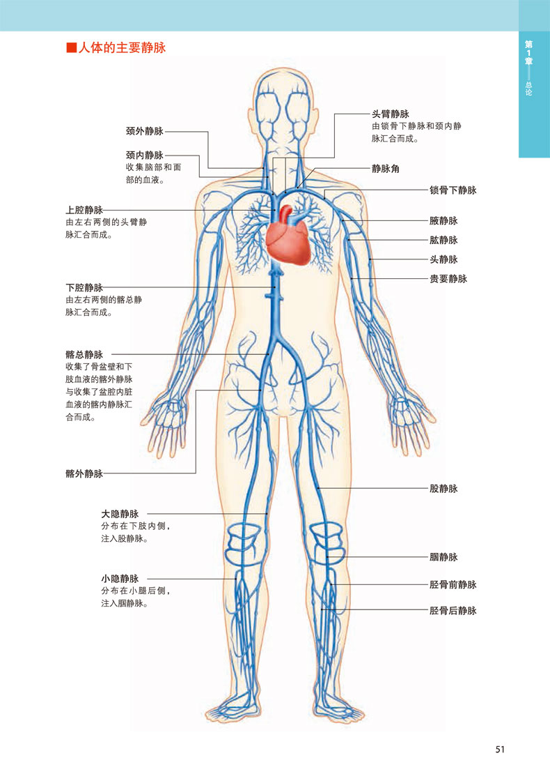 新書 全新3d人體解剖圖 人體肌肉解剖運動解剖學斷層局部解剖學圖譜