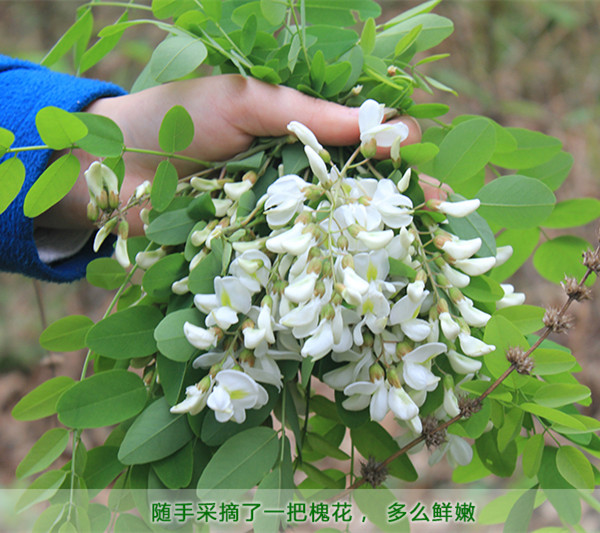 现货 纯天然野生洋槐花 槐树花骨朵 2017年新鲜杨槐花【2斤装】