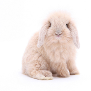 极品兔兔纯种迷你可爱活体宠物兔荷兰兔垂耳兔宝宝长毛兔子公主兔