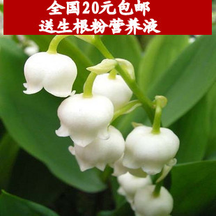 【盆栽】出售珍稀花卉-铃兰根茎 别名草玉玲 君影 香水花