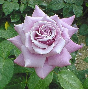 月季 特价秒杀 月季花苗 大花月季苗盆栽 蓝丝带 浓香型 室内花卉盆栽