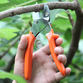 老花农 台湾高碳钢修枝剪园林工具园艺疏果剪刀花木剪果树粗枝剪