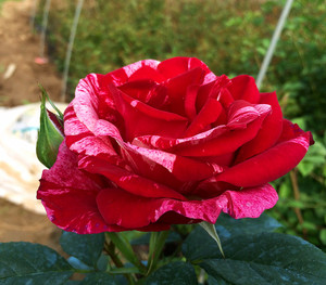 浴花谷花卉盆栽大花月季万花筒盆已售0件 ￥ 19.8 ￥19.8(10折) 包邮