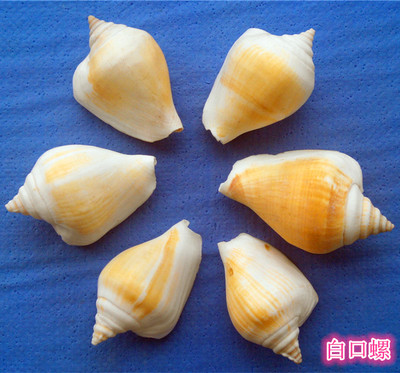 海螺贝壳装饰造景海螺贝壳工艺品diy制作材料大白口螺鱼缸造景
