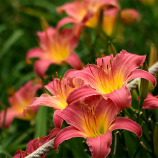 庭院地被植物金娃娃萱草苗大花/红宝石萱草室外玉簪 耐寒花卉批发