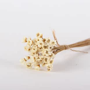 zakka杂货小星花装饰拍照道具永生花进口干花天然干花家居装饰