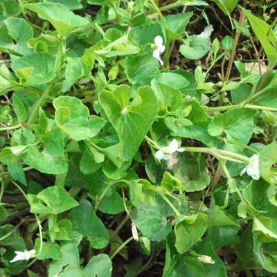 新鮮野生中草藥材紫花地丁全草種苗白花地丁犁頭草雞口舌250包郵