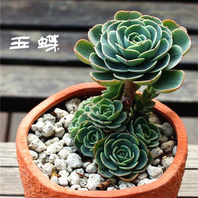 【奇趣花房_玉蝶】多肉植物玉蝶老桩室内防辐射盆栽多肉植物 玉蝶