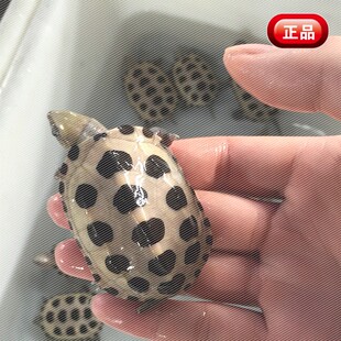 健康全品白化变异金银龟淡水金银龟活体宠物金银龟活体招财龟包邮