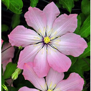 【海蒂的花园】铁线莲 爱诺露 大苗带土发货(加仑盆)