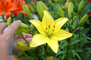 百合盆栽 植物 荷蘭帶芽香水百合花種球套餐百合盆栽花卉綠植