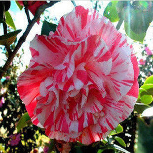 花之娇子★茶花苗★茶花品种【大卡特】4年苗 品质保证