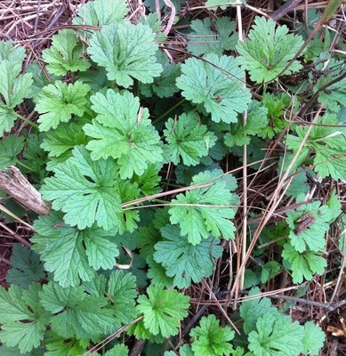 益母草苗 健康女人的草药 祛斑草药苗调经活血养颜盆栽植物花卉