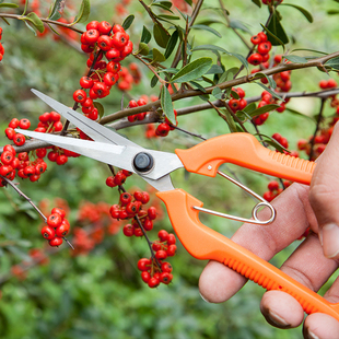剪剪嫩芽剪剪艺剪刀树果子修剪稀果花木蔬果园工园具摘葡萄采摘果
