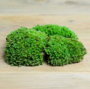 苔藓植物的特征 苔藓植物的特征和作用
