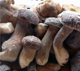 新鲜精选黄牛肝菌云南蘑菇山珍 新鲜野生菌6--10月发顺风两件包邮