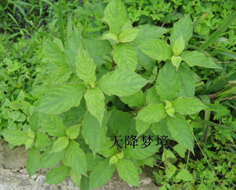 野生新鮮中草藥材土牛膝雞掇鼻 倒鉤草白花土牛七 白牛膝土牛膝根