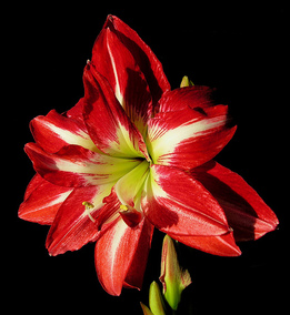 【预定】 荷兰进口朱顶红球根 pasadena 帕萨迪纳 11月到货