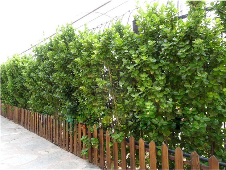 绿化苗 北海道黄杨 冬青苗 围墙树苗 冬青树苗 珊瑚苗 篱笆苗