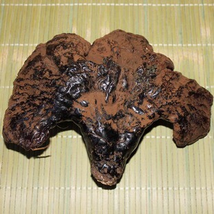 岩秀源 野生灵芝 长白山原始森林野生赤灵芝 大个86.5克/支 包邮