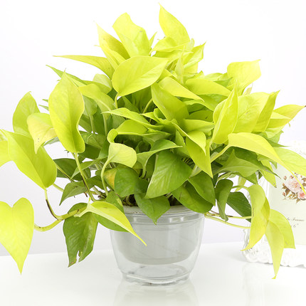 绿航绿萝黄金葛盆栽水培植物吸甲醛净化空气办公室内桌面盆栽绿萝_6折