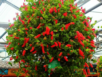 红樱吊兰 岁岁红盆栽 红穗铁苋菜 狗尾红 红色吊兰 垂吊花卉