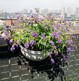 蕾絲金露花 紫金露 木本多年生庭院籬笆牆植物 易養好活 紫羅蘭色