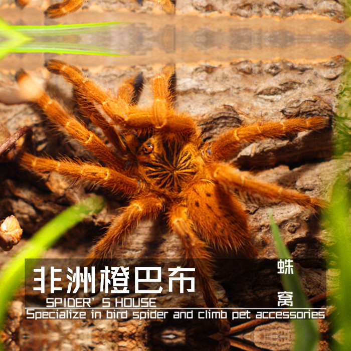 非洲橙巴布 烈阳巴布 c8 1.5~8cm生长速度快新手宠物捕鸟蜘蛛