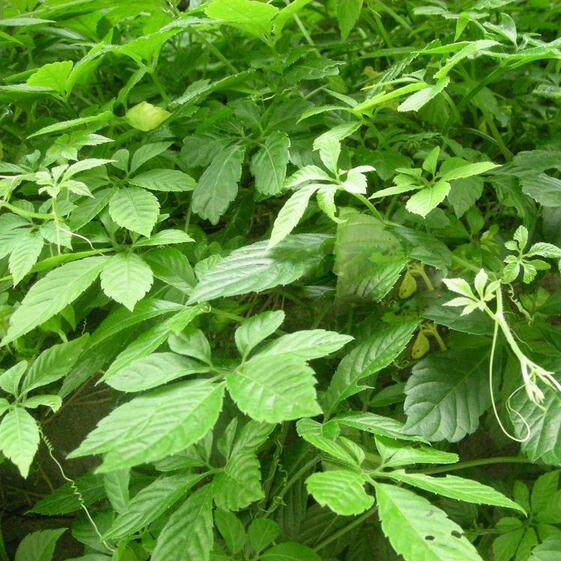 金湘艳嫩叶绞股蓝500g 野生七叶绞股蓝茶正品花草茶 非平利龙须茶