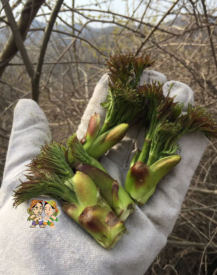 東北野生山菜刺嫩芽 新鮮刺老芽山野菜刺龍芽250克4份包郵順豐