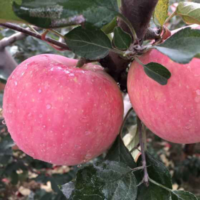 吉縣蘋果禮品裝特產紅富士冰糖心蘋果賽陝西洛川靜寧山東煙臺棲霞