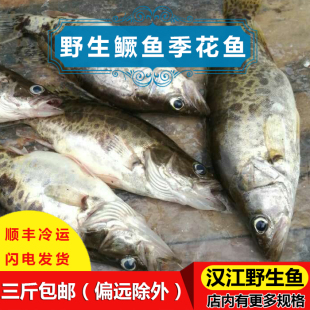 鱖魚3斤包郵新鮮活現殺正宗野生鱖魚 桂花魚季花魚 桂魚 脊花魚 鯽魚