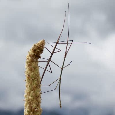 竹節蟲活體 爬蟲寵物 一對公母可繁殖後代 另類昆蟲 孩子禮物