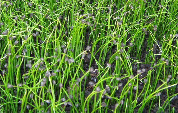 四季紫根韭菜100粒蔬菜种子阳台种菜花卉小盆栽绿植花草植物包邮